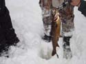 Maine Ice Fishing Species