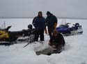 New England Ice Fish#3FC47F