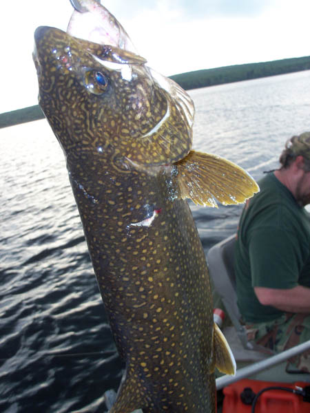 Trout