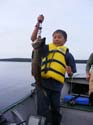 Lake Trout