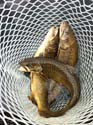 Maine Lake Trout