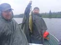 Maine Muskellunge