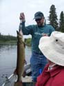 Maine Muskie