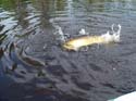Maine Musky