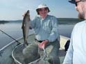 Maine Whitefish