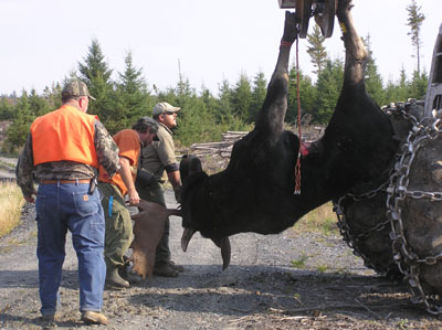 mainemoose_07