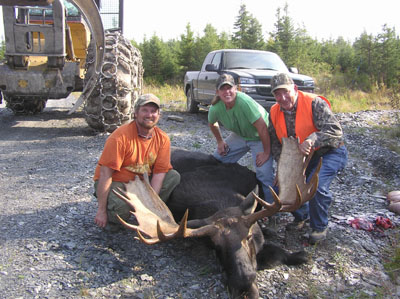 mainemoose_12