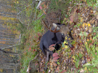 moose-hunts
