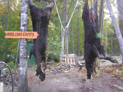 rosslakemoose