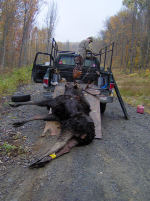successful-hunt