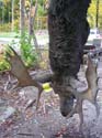largemooseantlers