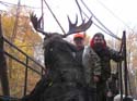 maine-moose