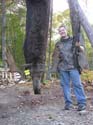 mainebigmoose