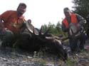 maineguide-moose