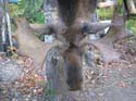 mainemoose_03