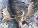 mainemoose_05