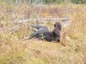 moosehuntsmaine