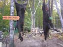 rosslakemoose