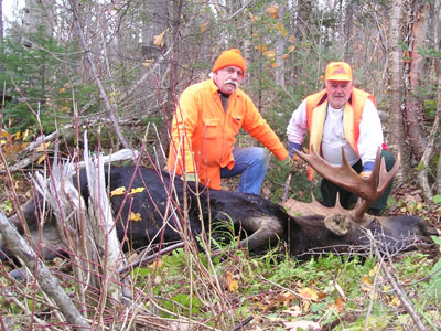 northernmainemoose