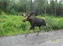 Fully Guided Moose Hunts
