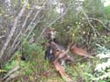 Guided Maine Moose H#1A886B