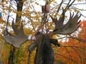 Guided Maine Moose Hunts