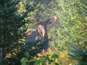 Maine Moose Hunting #1A887A
