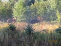 Maine Moose Hunting #1A887B