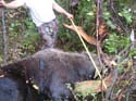 Maine Moose Hunting Lodges