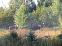 Maine Moose Hunting Zones