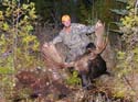 Maine Moose Hunts