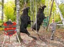 Maine Moose Lodging
