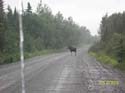 Maine Moose Outfitter