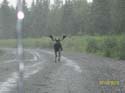 Maine Moose Scouting