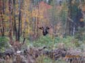 Maine Moose Sporting Camps