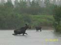 Maine Moose Success