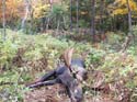 Moose Calling