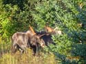 Moose Lodging