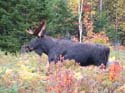 North Maine Woods Mo#1A889A