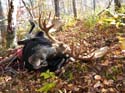 North Maine Woods Mo#1A889E