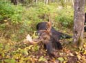 North Maine Woods Moose