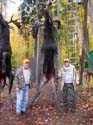 Semi-guided Moose hunts