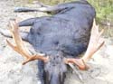 Trophy Maine Moose Hunting