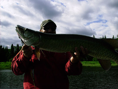 don-muskie