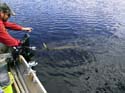landingmuskie