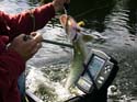 mainemuskies