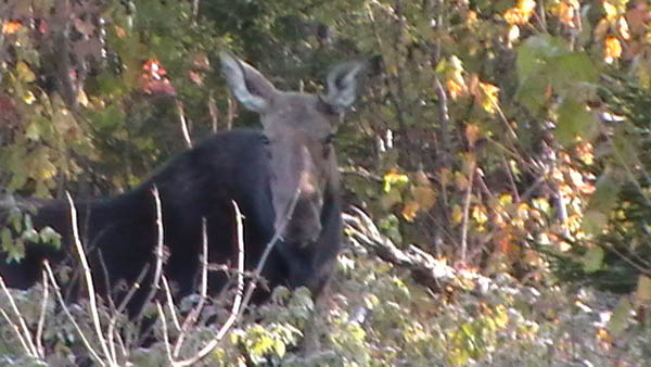 Alces