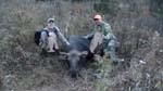 Maine Guided Moose Hunt