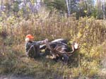 Maine Moose Lodge