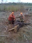 Maine Moose Lottery